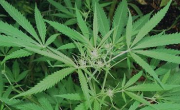 Cнимается запрет на культивирование наркосодержащих растений
