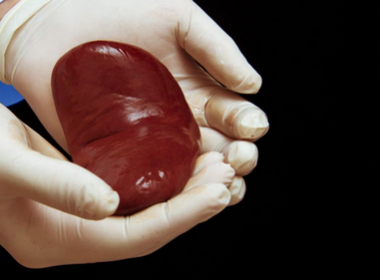 Донорство органов и тканей человека и их трансплантация (пересадка)